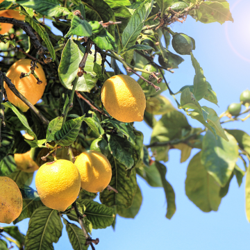 Lemon