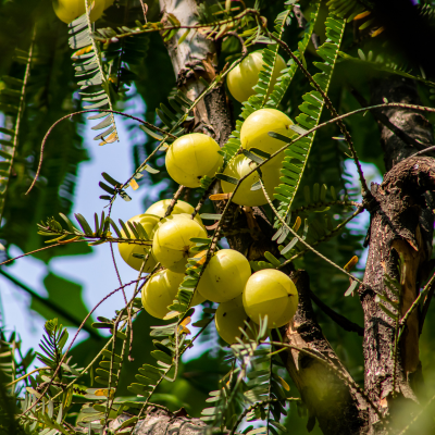 Amla