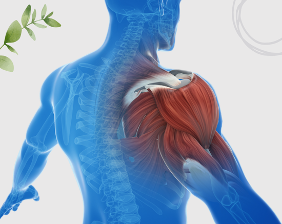 Boosts Muscle Recovery