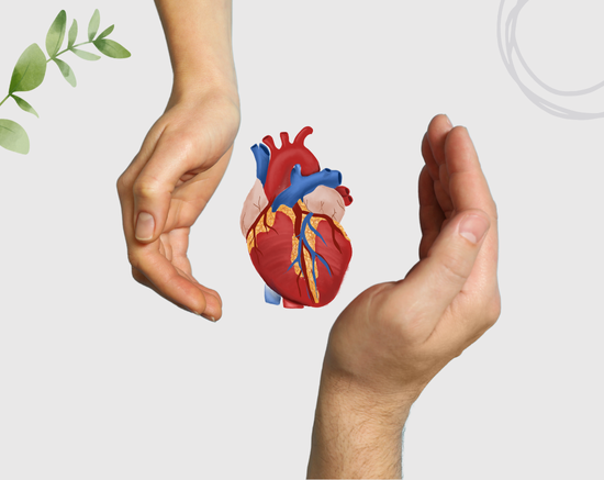 Helps Protect Heart