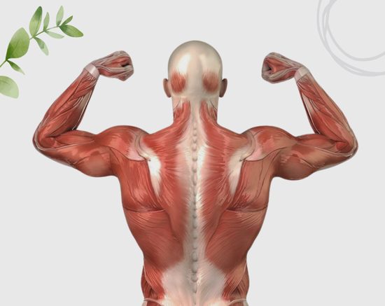 Helps with Muscle Growth