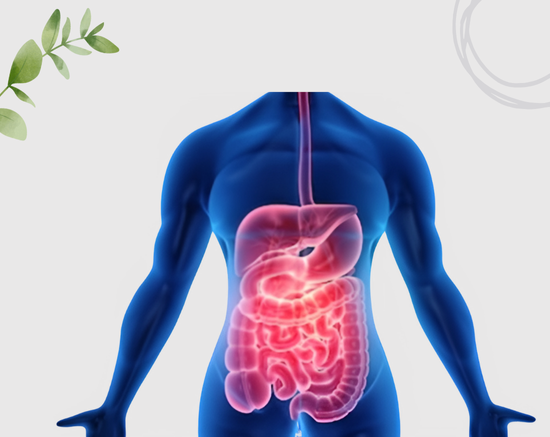 Improves Digestive Health