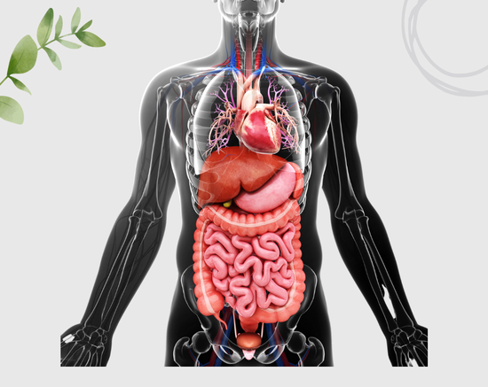 Improving Digestive System