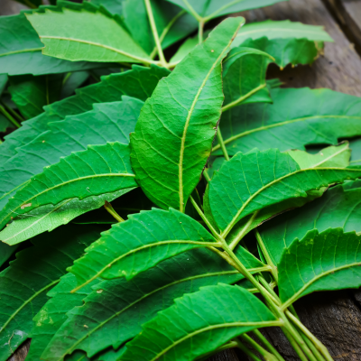 Neem