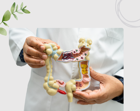 Promotes Healthy Digestion & Gut Balance