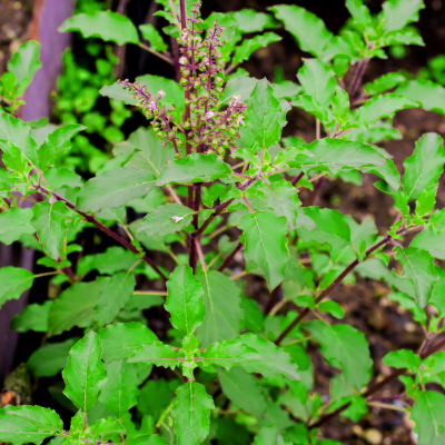 Tulsi