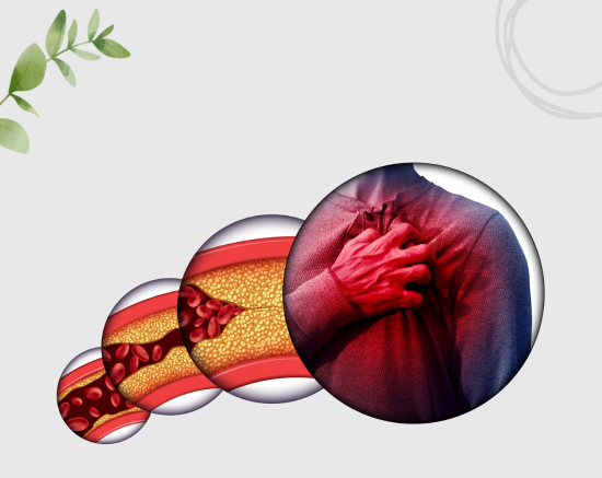 Helps in Balancing Cholesterol Levels